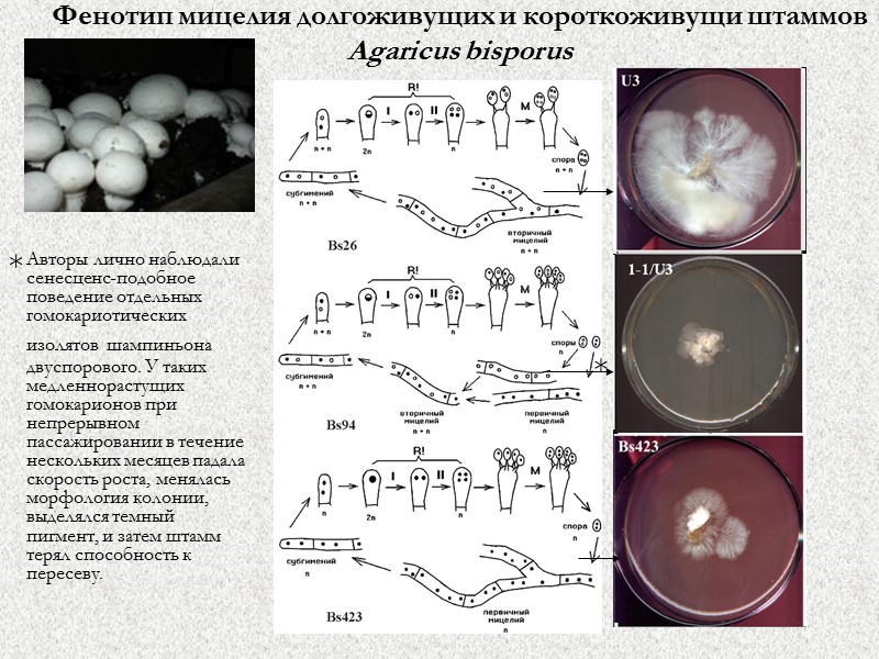 Фенотип мицелия долгоживущих и короткоживущи штаммов  Agaricus bisporus Авторы лично наблюдали сенесценс-подобное поведение